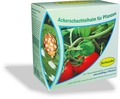 Ackerschachtelhalm für Pflanzen, Schacht