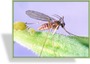 Gallmücken-Puppen, Aphidoletes aphidimyza