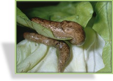 Saisonpaket Nematoden (PH), Phasmarhabditis hermaphrodita