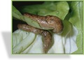 Saisonpaket Nematoden (PH), Phasmarhabditis hermaphrodita