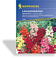 Löwenmäulchen Serenade F2, Kiepenkerl