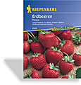 Erdbeere Fresca, Kiepenkerl