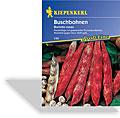 Bohne, Buschbohne Borlotto rosso, Kiepenkerl