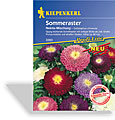 Aster, Sommeraster Nekita, Tolerant, Kiepenkerl