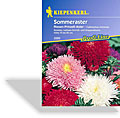 Aster, Sommeraster Riesen-Prinzeß, Kiepenkerl