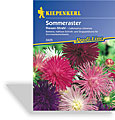 Aster, Sommeraster Riesen-Strahl, Kiepenkerl
