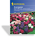 Aster, Zwergaster Teppich, Kiepenkerl