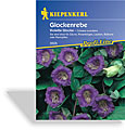 Glockenrebe Violette Glocke, Kiepenkerl