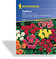 Dahlie Figaro, Kiepenkerl