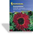 Sonnenblume Samtkönigin, Kiepenkerl