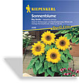Sonnenblume Big Smile, Kiepenkerl