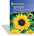 Sonnenblume Holiday, Kiepenkerl