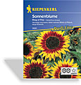 Sonnenblume Ring of Fire, Kiepenkerl