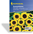 Sonnenblume Prado Gold, Kiepenkerl