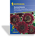 Sonnenblume Moulin Rouge, Kiepenkerl