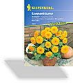 Sonnenblume Teddybär, Kiepenkerl