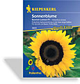 Sonnenblume Sunrich Lemon, Kiepenkerl