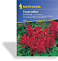 Feuersalbei Scarlet King, Kiepenkerl