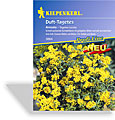 Studentenblume, Duft-Studentenblume Anisata, Kiepenkerl