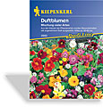 Duftblumen, Kiepenkerl