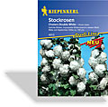 Stockrose Chaters Double White, Kiepenkerl