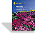 Blaukissen Superbissima Elite, Kiepenkerl