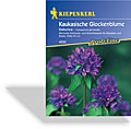 Glockenblume, kaukasische Glockenblume Dahurica, Kiepenkerl