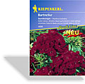 Bartnelke Samtkönigin, Kiepenkerl
