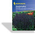 Salbei Blaukönigin, Kiepenkerl