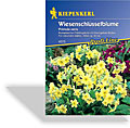 Schlüsselblume, Wiesenschlüsselblume, Kiepenkerl
