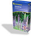 Gründünger Dünge-Lupine, Kiepenkerl