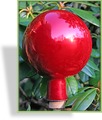 Rosenkugeln, Windhager