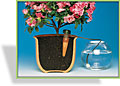 Automatischer Wasserspender Blumat, Windhager