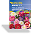 Aster, Sommeraster Standy Mix, Tolerant, Kiepenkerl