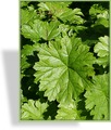 Tafelblatt, SP-Stauden