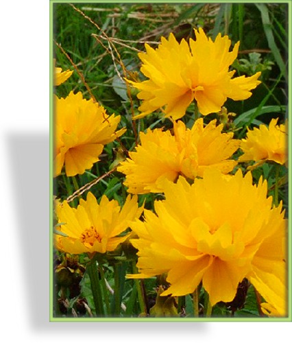 Mädchenauge, Coreopsis grandiflora 'Sonnenkind'