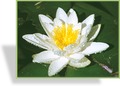 Seerose, SP-Stauden