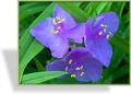 Dreimasterblume, SP-Stauden