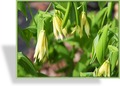 Goldsiegel, Kleine Goldglocke, Uvularia perfoliata