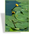 Teichrose, SP-Stauden