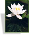 Seerose, Zwergseerose, SP-Stauden