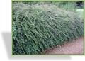 Cotoneaster, SP-Gehölze