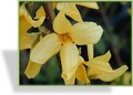 Forsythie, SP-Gehölze