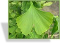 Ginkgo, SP-Gehölze