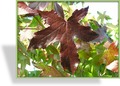 Amberbaum, SP-Gehölze