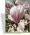 Magnolie, SP-Gehölze