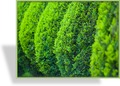 Thuja, SP-Gehölze