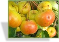 Zierapfel, SP-Gehölze