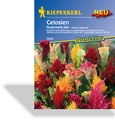 Celosia Feuerwerk Mix, Kiepenkerl