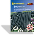 Bohne, Buschbohne Bluevetta, Resistent, Kiepenkerl